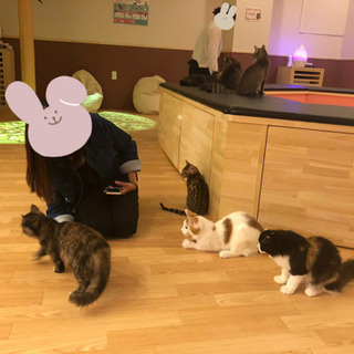 一緒に猫カフェ行きませんか？？ - 熊本市