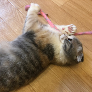 一緒に猫カフェ行きませんか？？ - メンバー募集