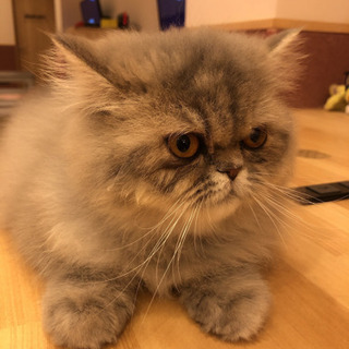 一緒に猫カフェ行きませんか？？ − 熊本県