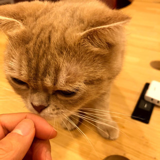一緒に猫カフェ行きませんか？？ - 友達