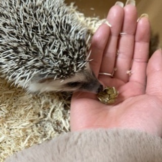 ハリネズミ　メス　3ヶ月　