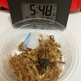 ☆受け渡し終了　マルガリータヒナカブト③  ♂単品　後食済み(リ...
