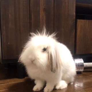 アメリカンファジーロップイヤー　