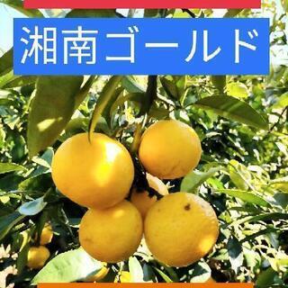 湘南ゴールド ジュース用 5kg(外皮見た目悪し)①