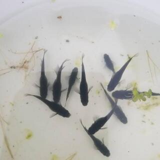 オロチメダカ卵