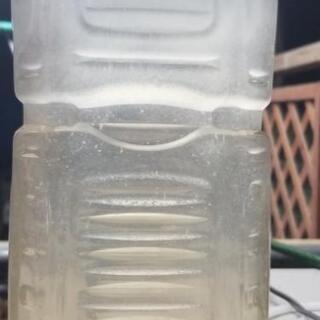 ゾウリムシ種水①