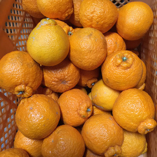 今治市発！　農家直送　デコポン Ｂ品5㎏