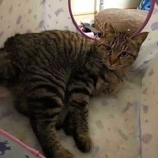 里親さん募集中🐾❤