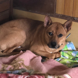 おとなしい元野犬の男の子
