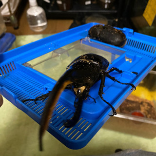 ヘラクレス・ヘラクレスオオカブトの幼虫
