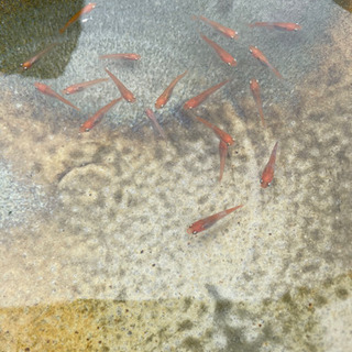 最終値下げ　メダカ　朱赤　丹頂　めだか　80円　の画像