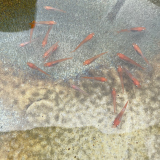 最終値下げ　メダカ　朱赤　丹頂　めだか　80円　の画像