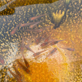 最終値下げ　メダカ　朱赤　丹頂　めだか　80円　の画像