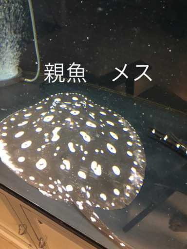 淡水エイ　☆ダイヤモンドポルカ　メス-2
