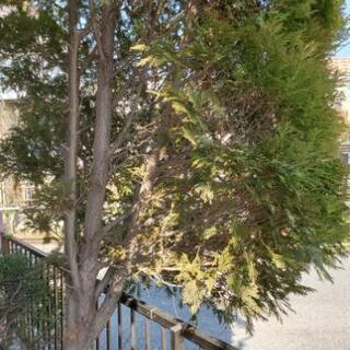 庭・枝の伐採済の掃除　所要時間1時間