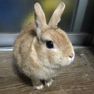 うさぎの里親探してます