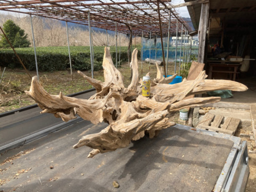 とにかく巨大な流木　