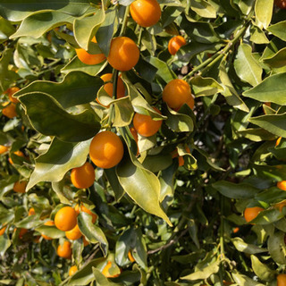 無農薬 きんかん 30粒の画像