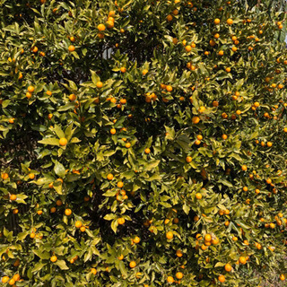 無農薬 きんかん 30粒