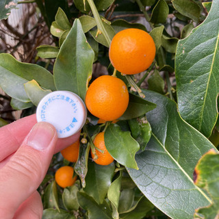 無農薬 きんかん 30粒の画像