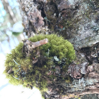 貴方が行きたい日に　登山に行きませんか - 友達