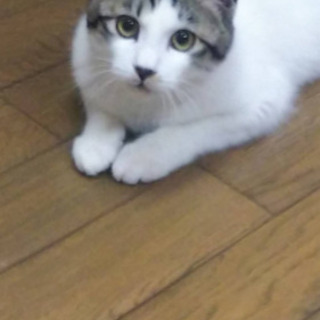 キジ白猫子猫ちゃん　5ヶ月半　譲渡決定💞