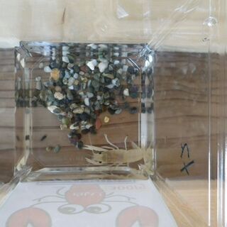 ぷち金魚市場　らんちゅう　メダカ　ザリガニ並びました　4月30日更新の画像