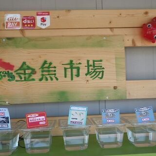 ぷち金魚市場　らんちゅう　メダカ　ザリガニ並びました　4月30日更新の画像