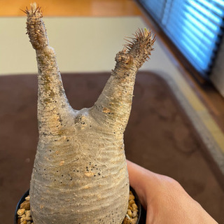 【発根済】 Pachypodium Gracilius パキポデ...