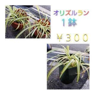 オリズルラン🌱 １鉢