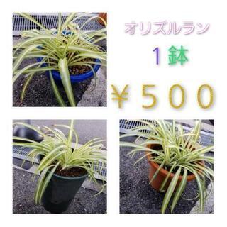 オリズルラン🌱 １鉢の画像