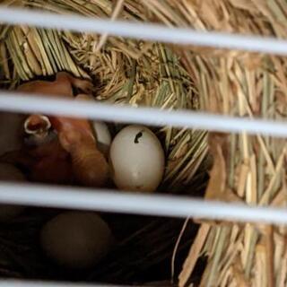 文鳥のヒナ　里親募集