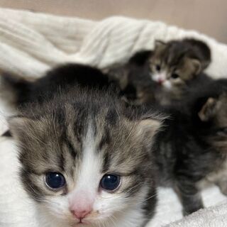 猫好きボランティア募集！