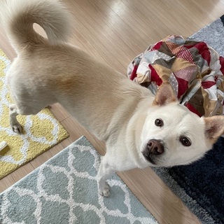 7〜8歳の雑種犬の里親様を募集してます。