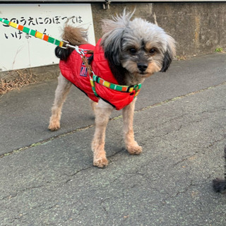 センター引き出し🐶ヨーキーMix − 東京都