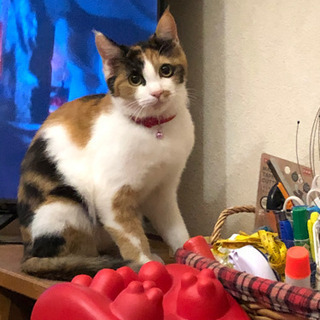 猫　見つかりました！！