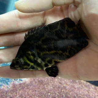レオパードクテノポマ 熱帯魚