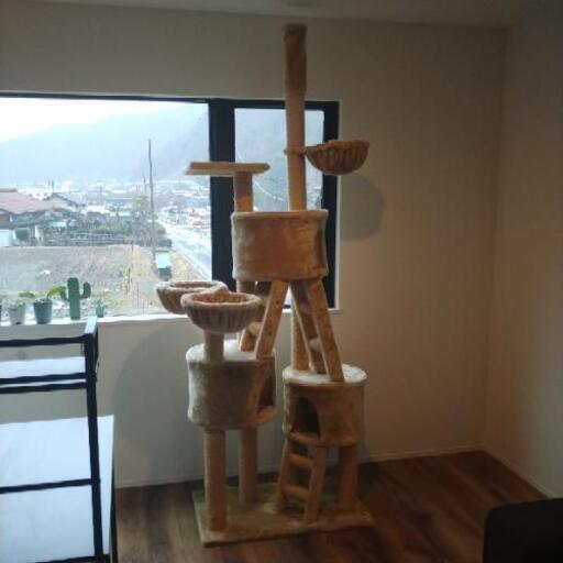 猫タワー