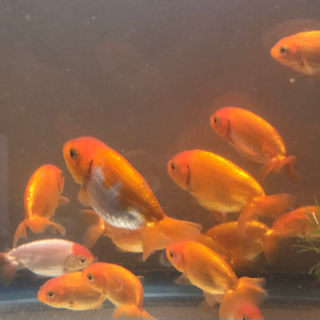 らんちゅう　金魚の画像