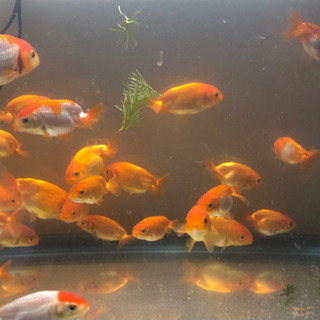 らんちゅう　金魚