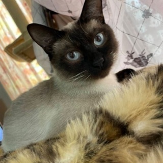 シャム猫ジャム君♂推定1歳