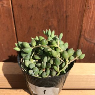 多肉植物　ピーチネックレス