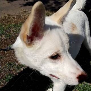 生後６ヶ月ーオス中型犬です