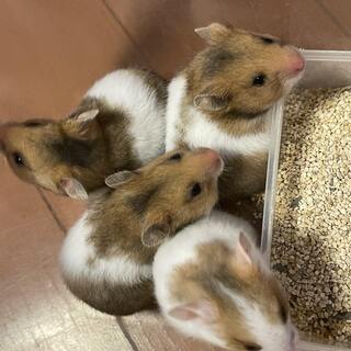 ゴールデンハムスター(ノーマル) 里親募集致します
