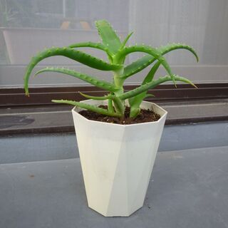 ★キダチアロエ、医者いらず、多肉植物　１鉢　高さ約３０-３５ｃｍ★の画像