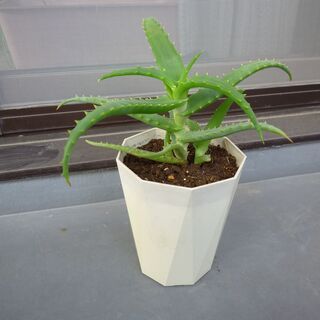 ★キダチアロエ、医者いらず、多肉植物　１鉢　高さ約３０-３５ｃｍ★の画像