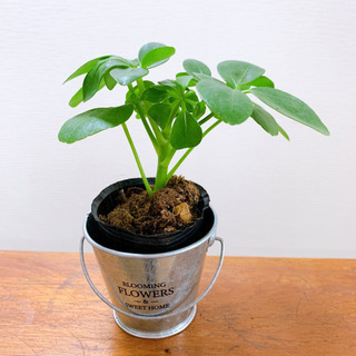 カポック 観葉植物 植物苗 ❶