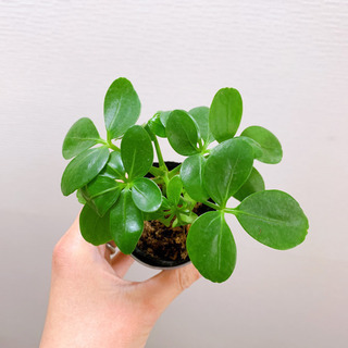カポック 観葉植物 植物苗 ❶の画像