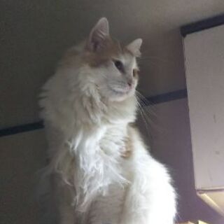 控えめだけど甘えん坊アイノン君4歳