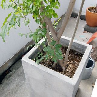 【観葉植物】　シマトネリコの木　【鉢植】